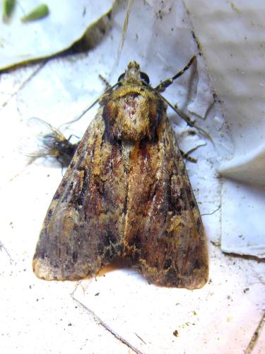 Réf. 305 469 : Apamea epomidion